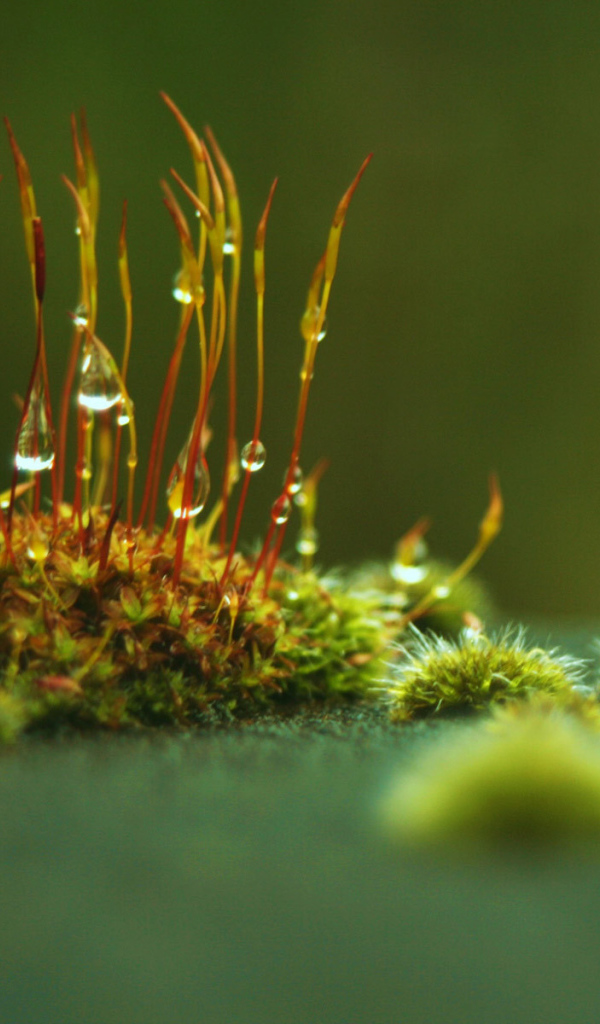 Маленькие ростки с каплями