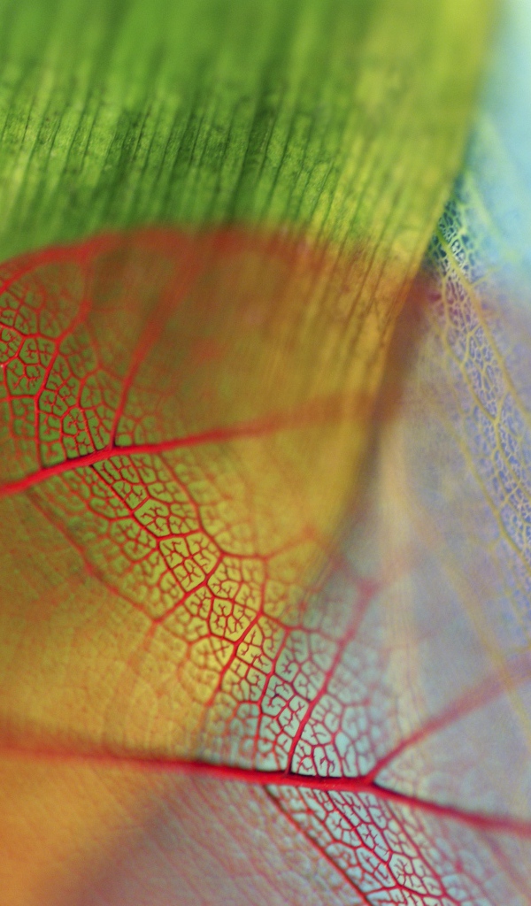 Прожилки прозрачного листа