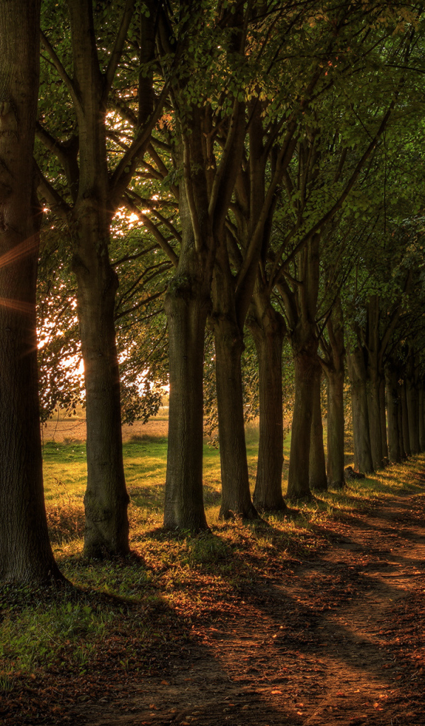 Аллея из деревьев