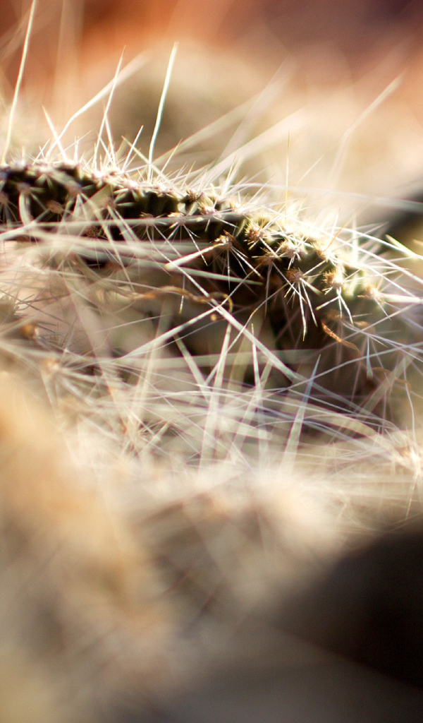 Колючки кактуса