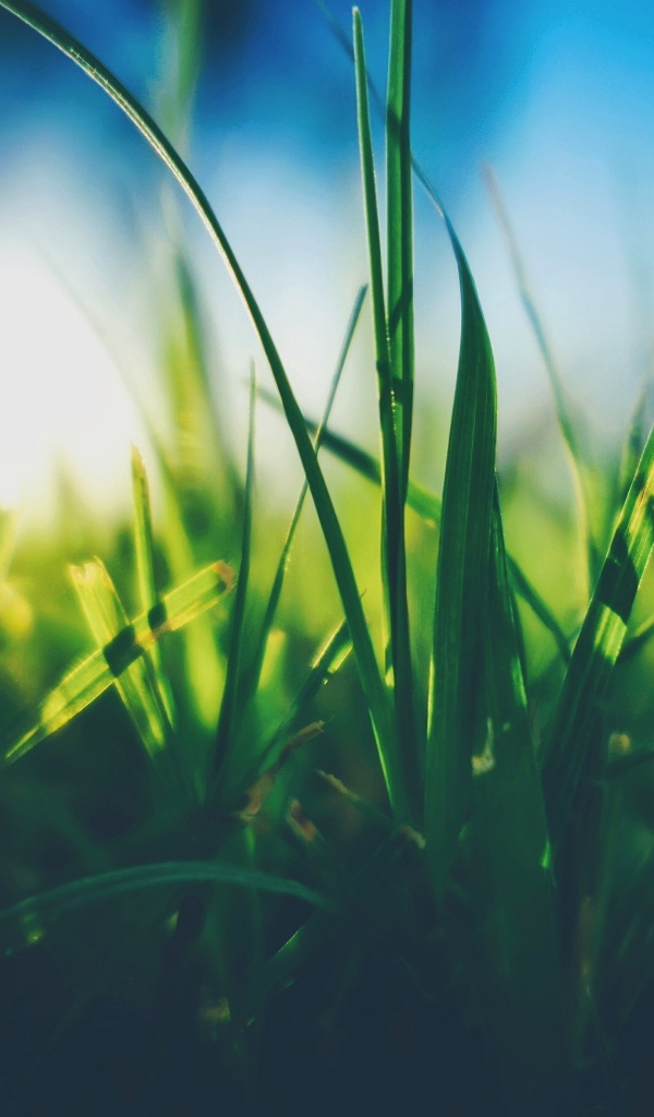 Трава в поле