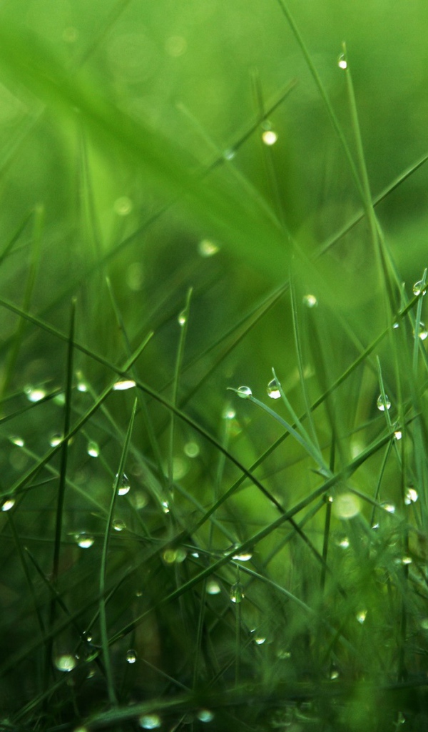 Трава в утренней росе