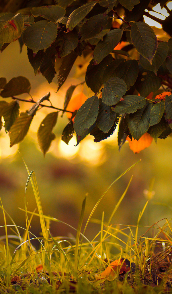 Трава под деревом