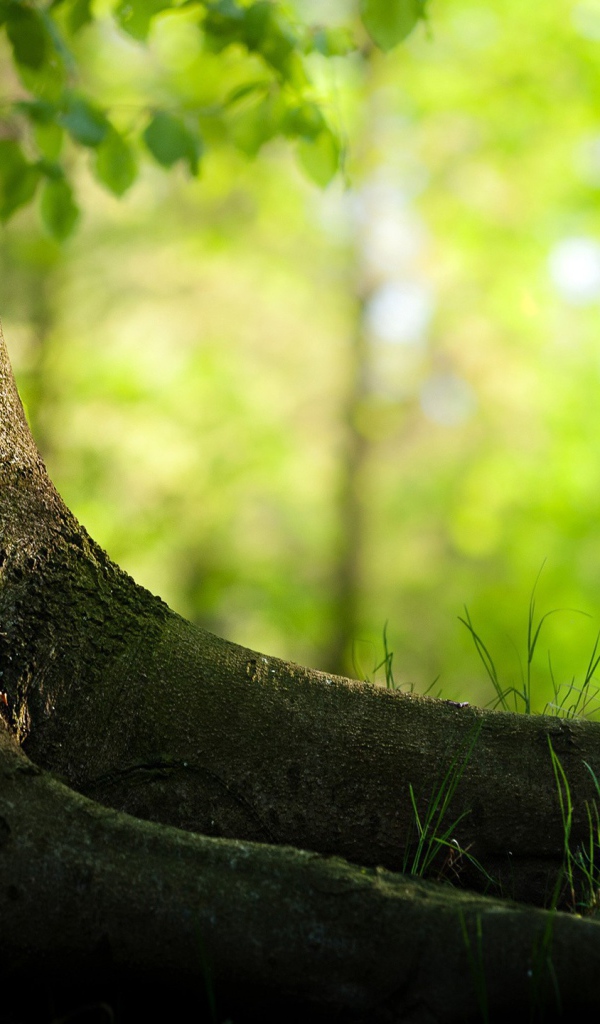 Корни большого дерева