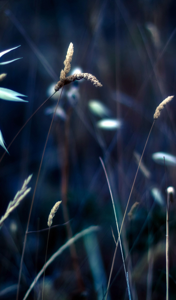 Колоски на траве