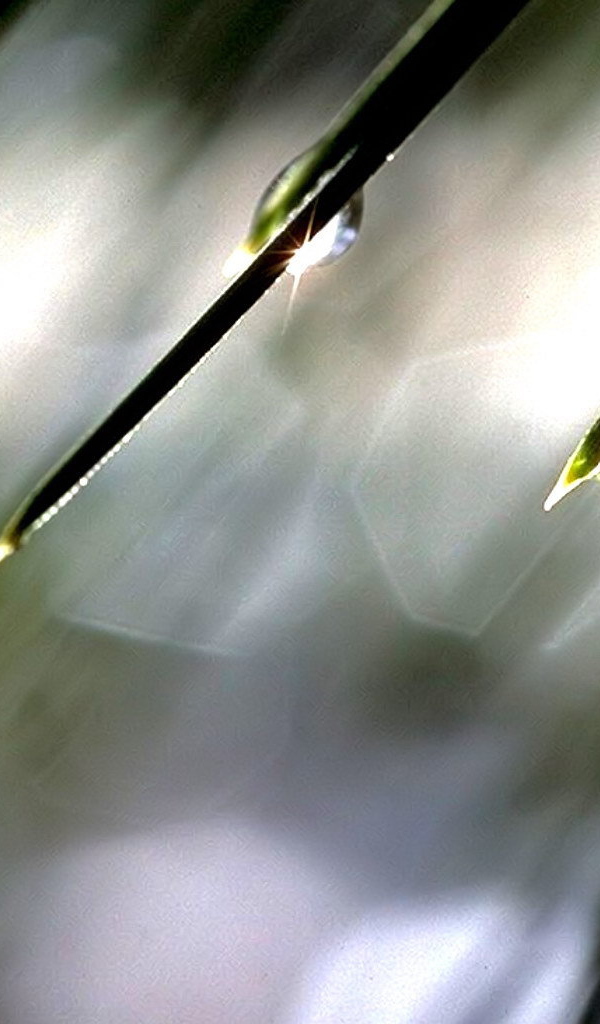 The sun in drops of dew