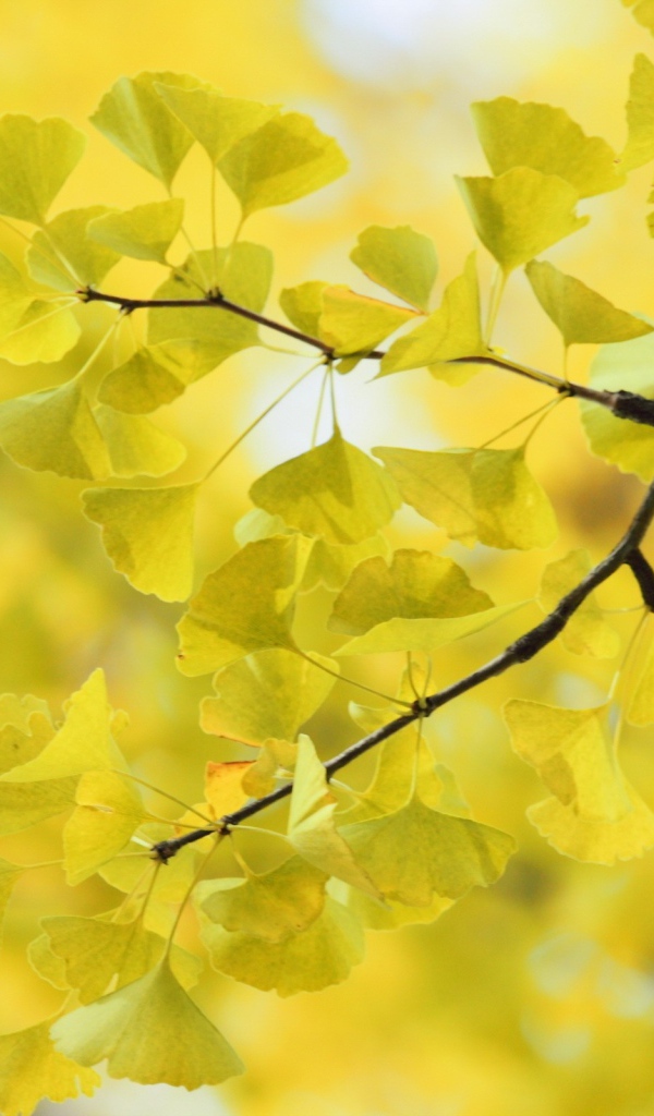 Дерево Гинко Билоба