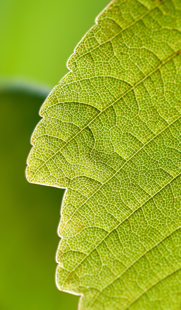 Прожилки листа