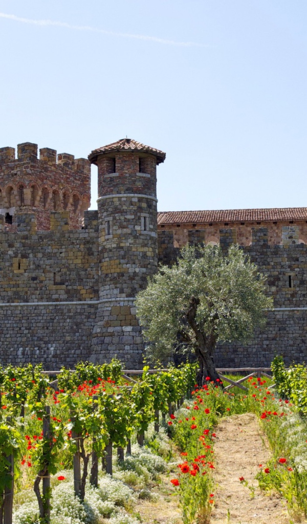 Виноградник у крепости