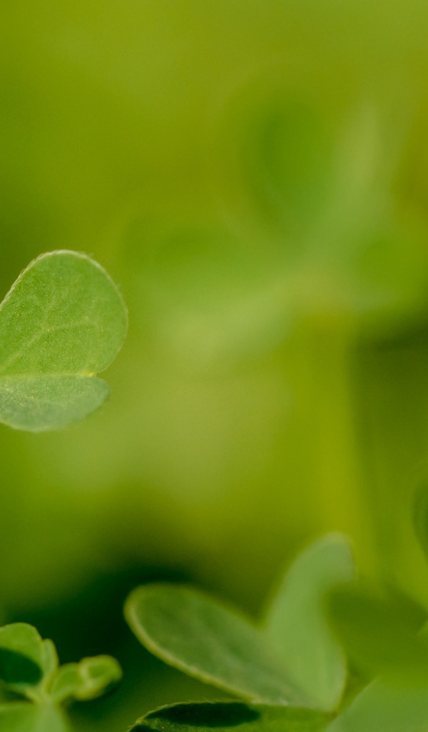 Молодой зеленый листик