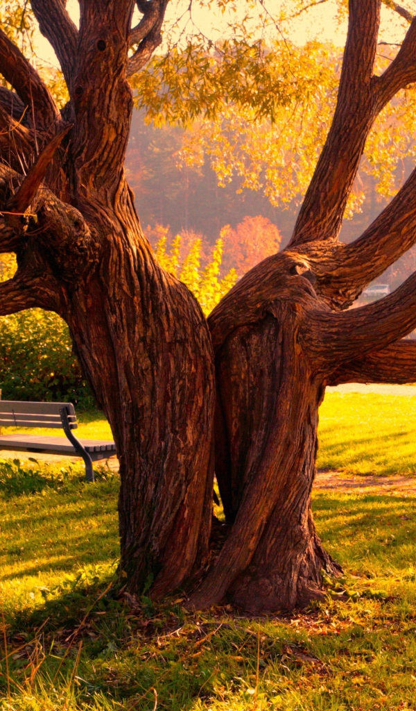 Скамейка под деревом