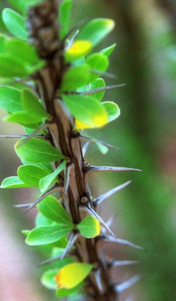 Ветка растения с шипами
