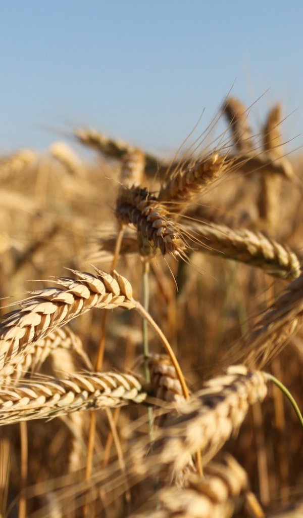 Зрелые колосья пшеницы