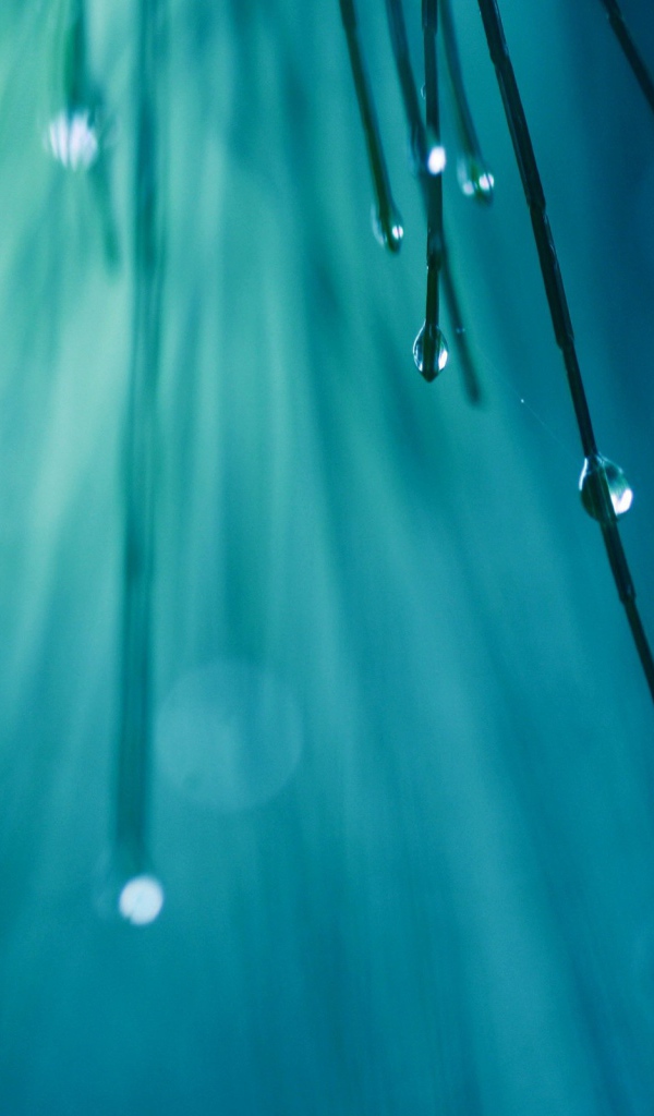 Капли воды на иголках дерева