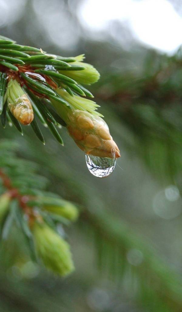Весенние побеги