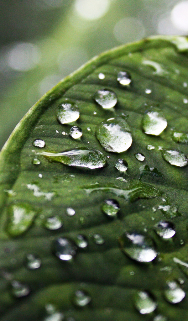 Лист с каплями воды
