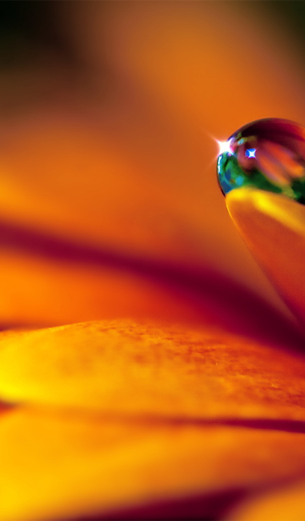 Капля на лепестке