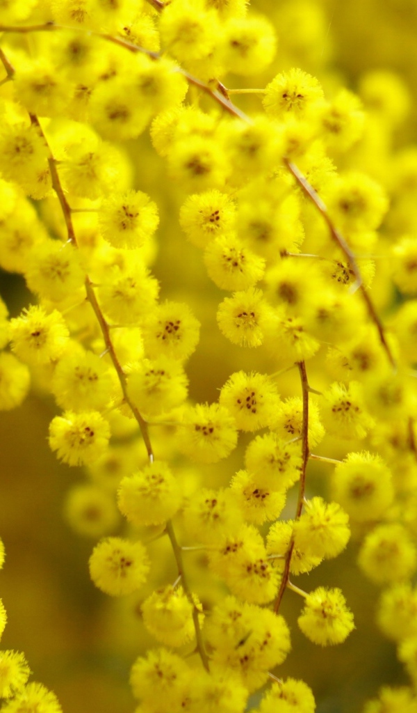 Цветет желтая акация