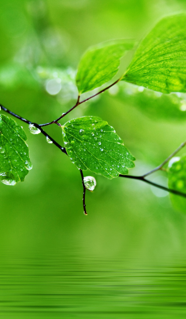 Ветка с каплями