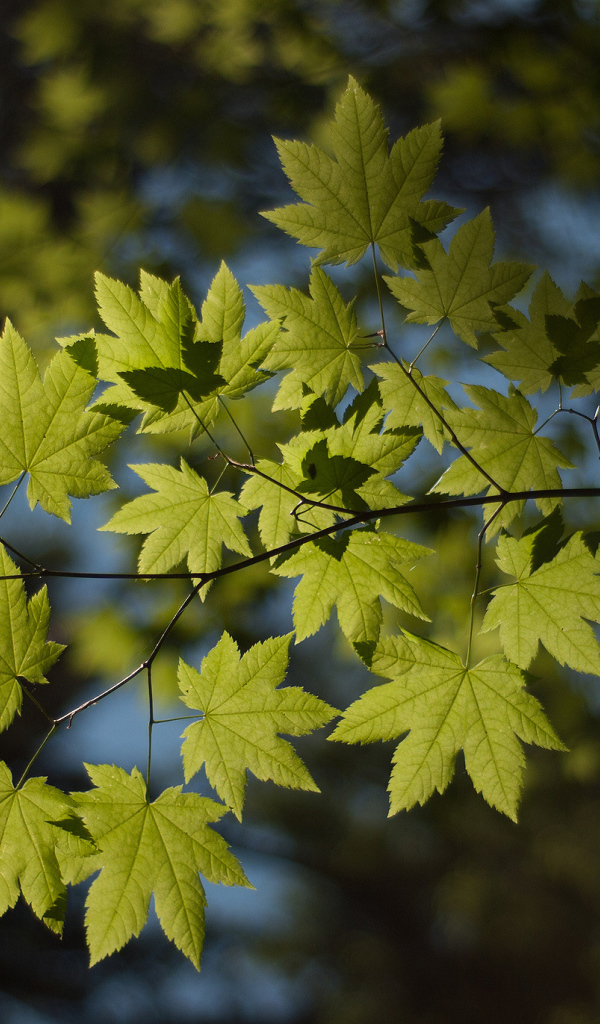 Ветка с листьями