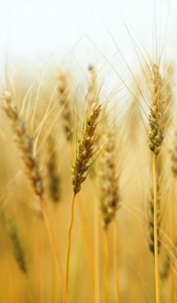 Колосья пшеницы