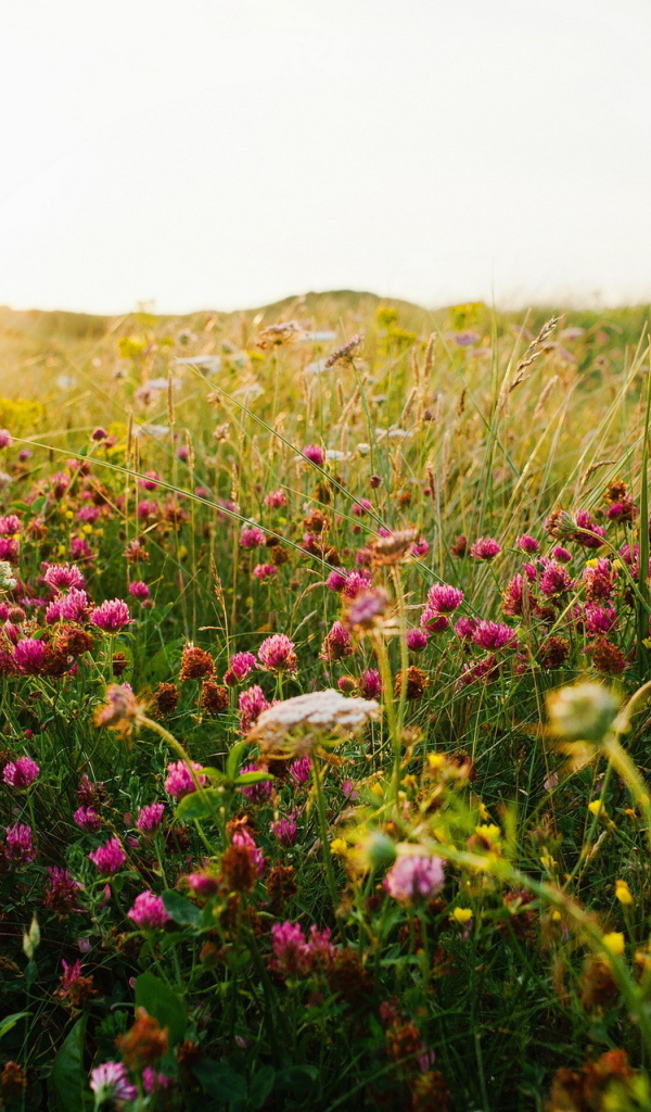 Полевой клевер