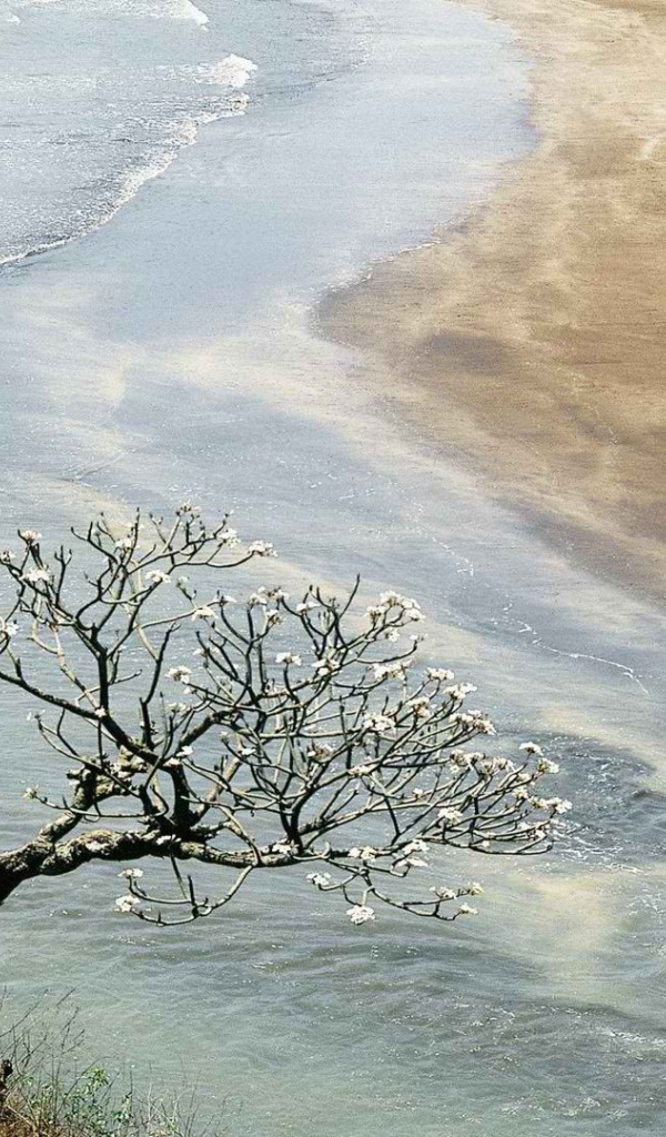 Цветущее дерево в Индии