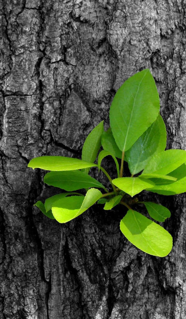 Зеленый росток на старом дереве