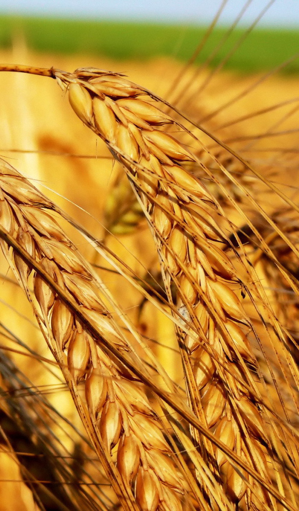 Тяжелые колосья пшеницы