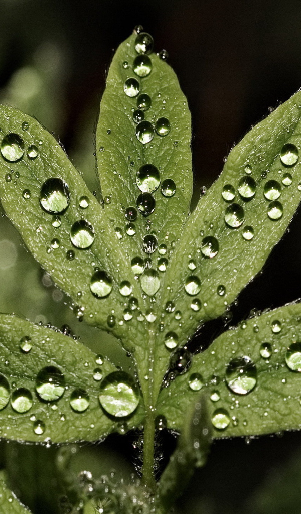 Большие капли на листьях