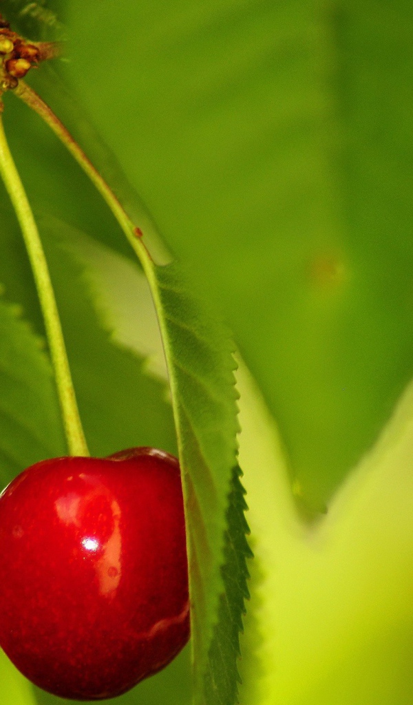 Одинокая вишня