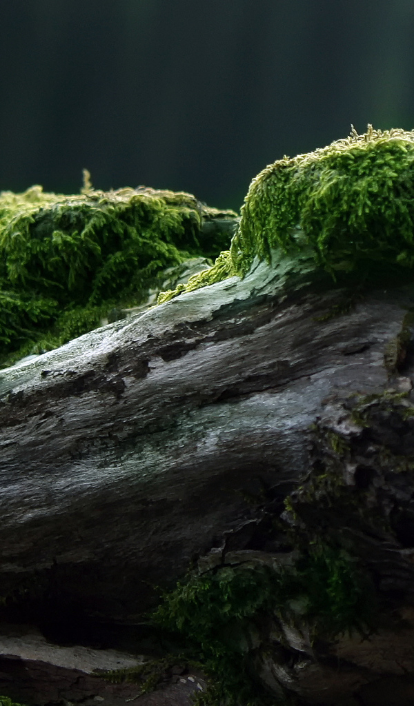Мох на старом бревне