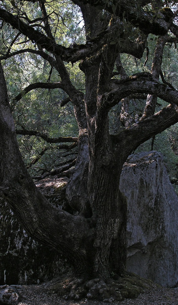 Старое дерево