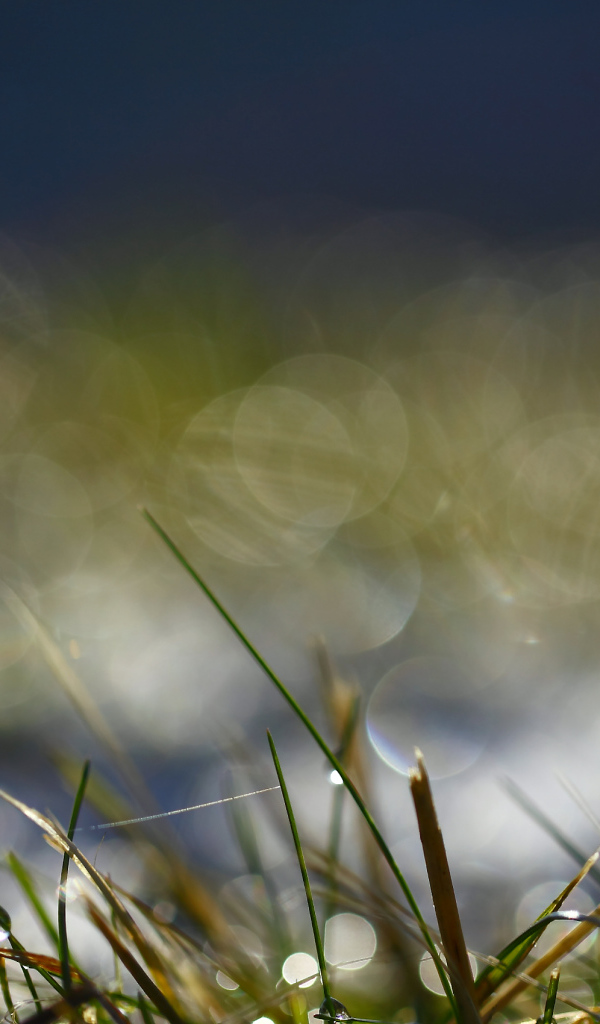 	   On the grass, morning dew