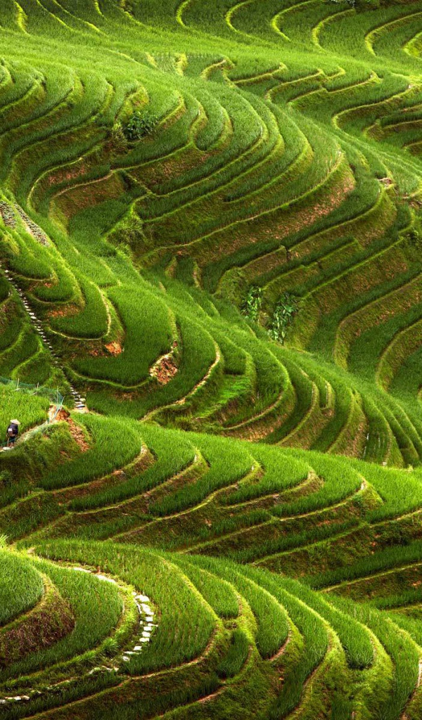 Чайные плантации в горах