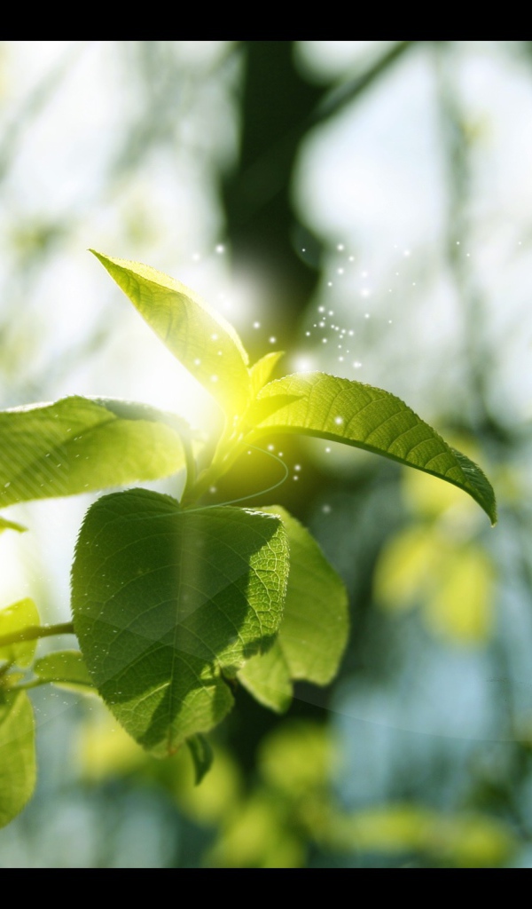 Ветка дерева