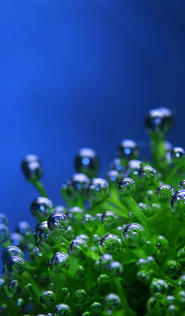 Пузырьки на растении