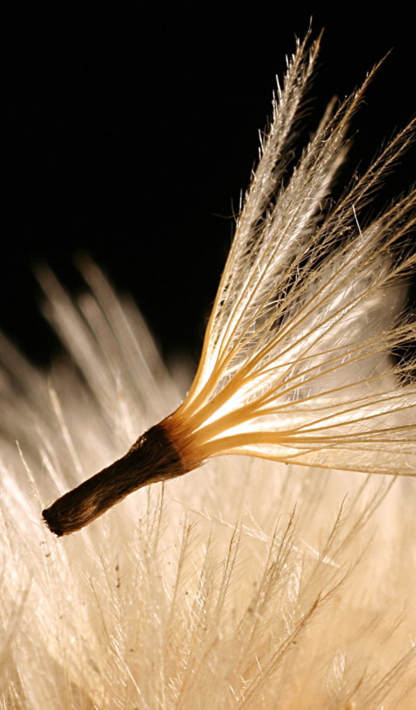 Пушинка одуванчика