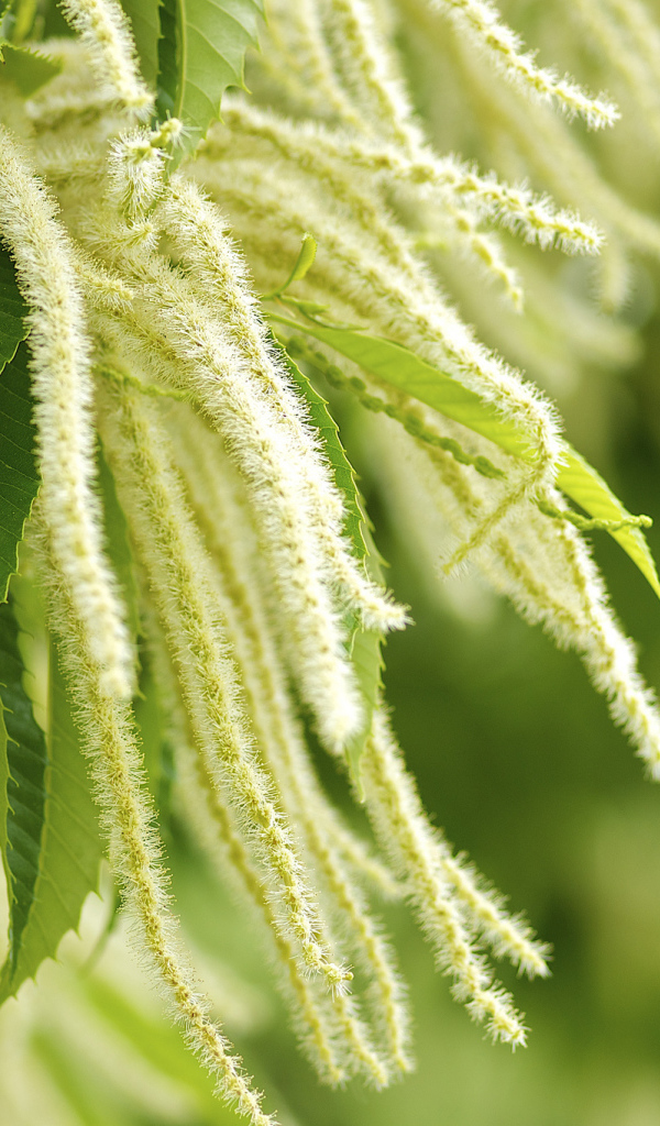 Листья и цветы дерева