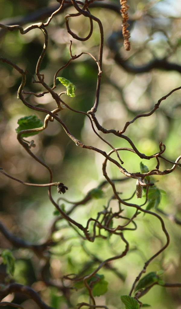 Листья лианы