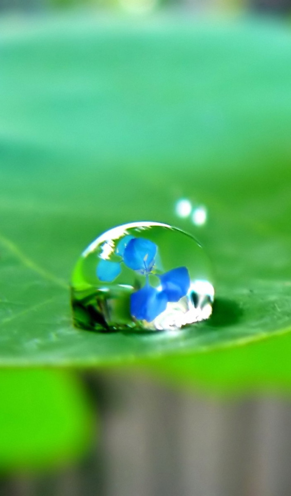 Отражение в капле