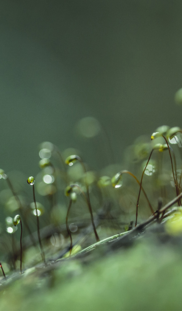 Ростки с каплями воды