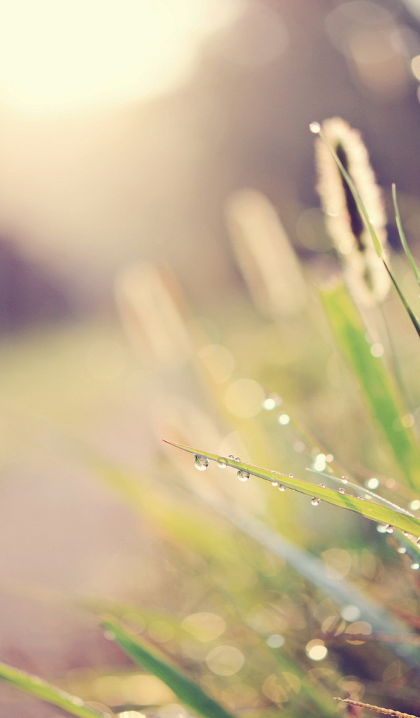 Капли воды на траве