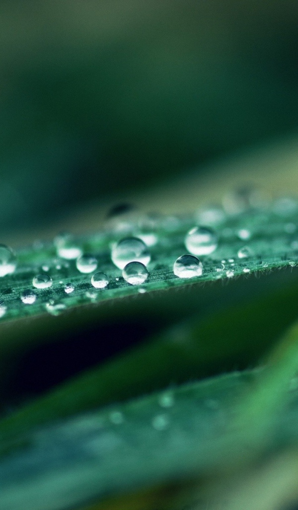 Капли воды на листьях