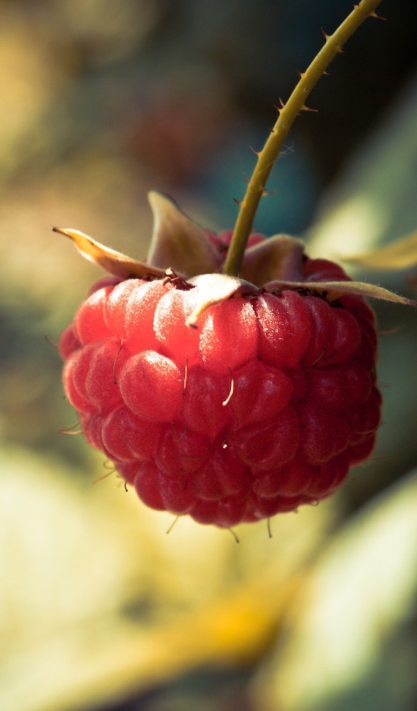 Ягода малина