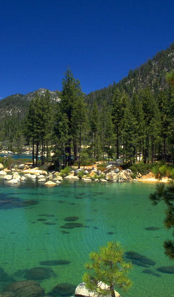 Ели среди озер