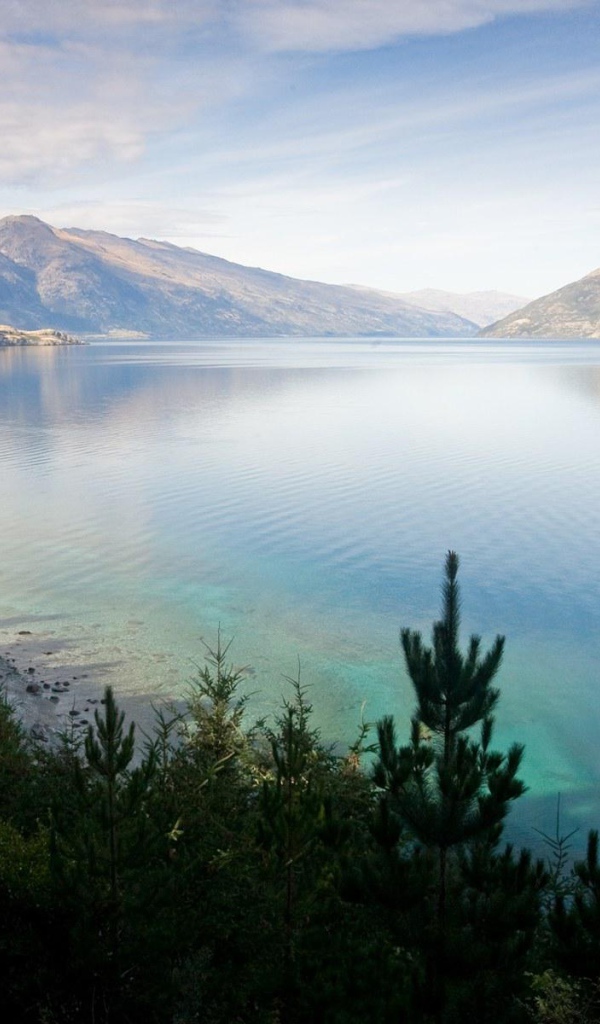 Хвойные деревья на берегу озера