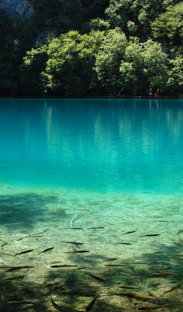 Рыба в чистой воде озера