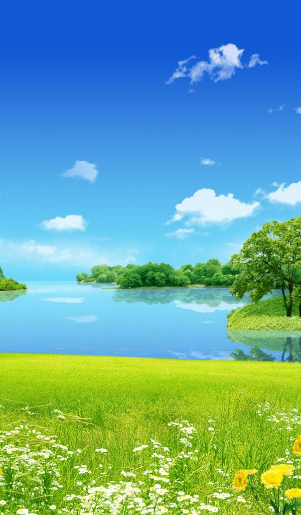 Цветы на лугу у озера