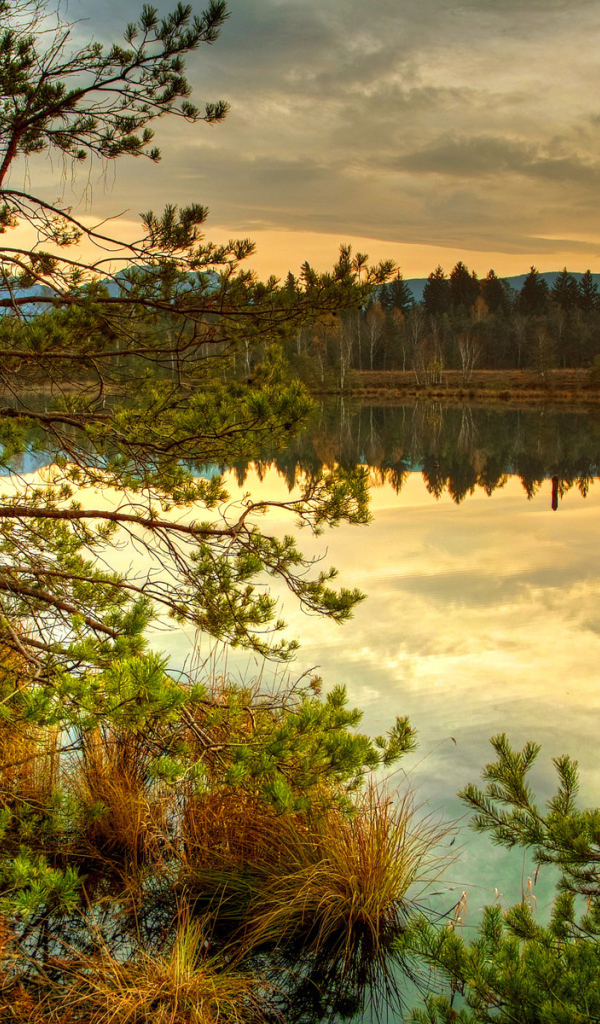 Лесное озеро на закате